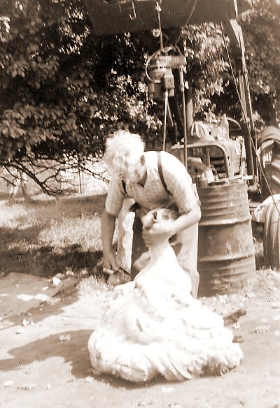 Bill sheep shearing, using the old Allis-Chalmers, Sidbury 1969.